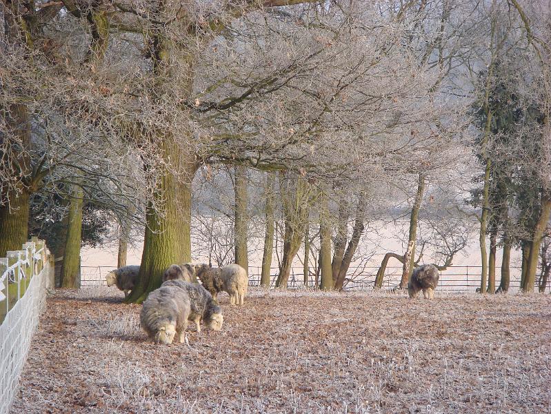 Wychcroft 2009 013.jpg